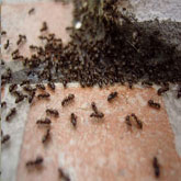 lutte fourmis rabat