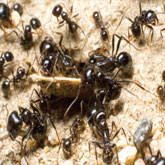 traitement fourmis rabat