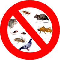 anti fourmis à rabat maroc